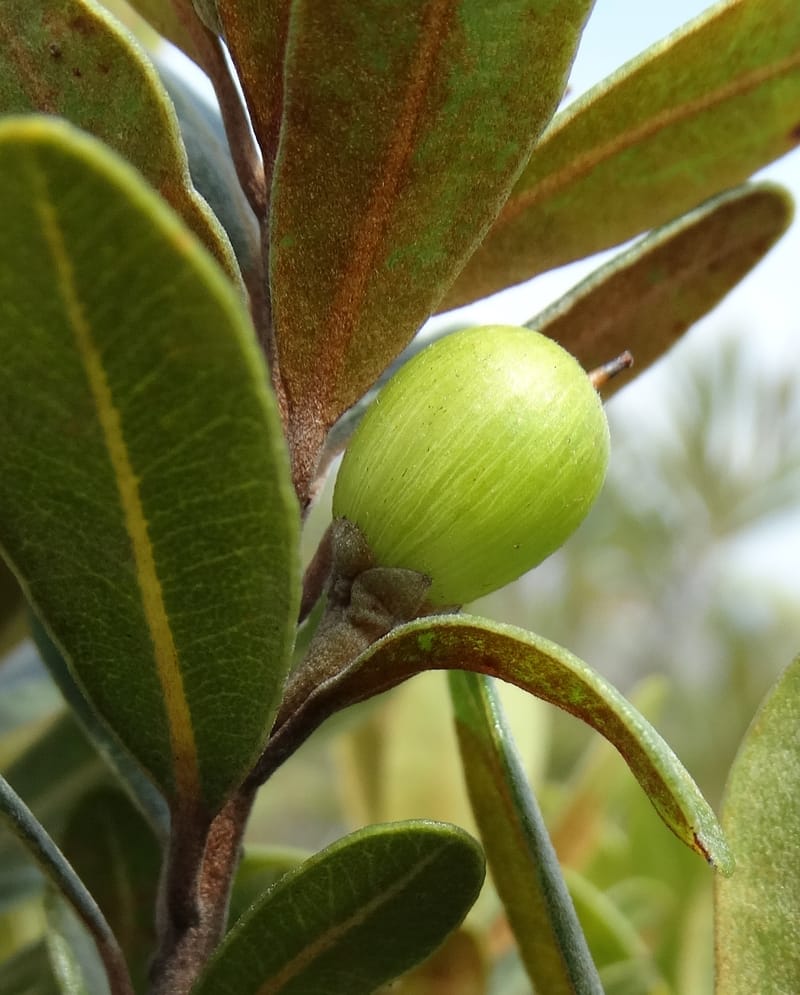 Pleioluma crebrifolia, Munzinger, J 7452--New Caledonia. Tiebaghi. 17 Nov 2015. DSC03437 (81).JPG