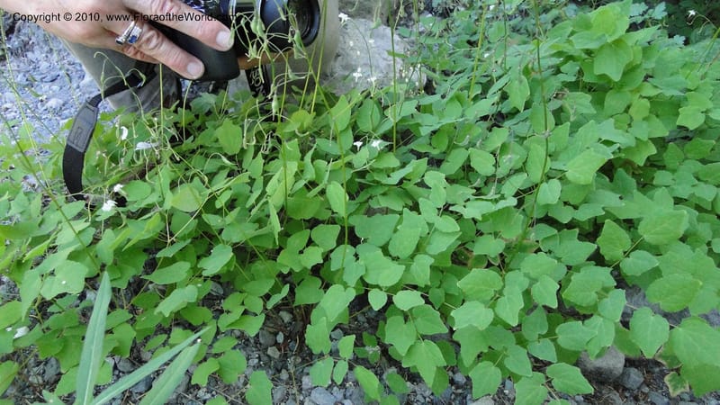 Vancouveria hexandra, C. Davidson 11779--OR. Multnomah Co. Mt. Hood. 16 August 2010. 043 (53).jpg