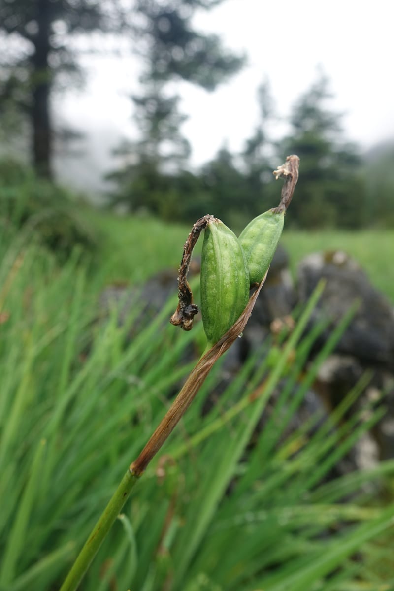 Iris bulleyana, D. Boufford 43982--China. Yunnan. Tianbao Shan. 10 Aug 2017.  (242).JPG
