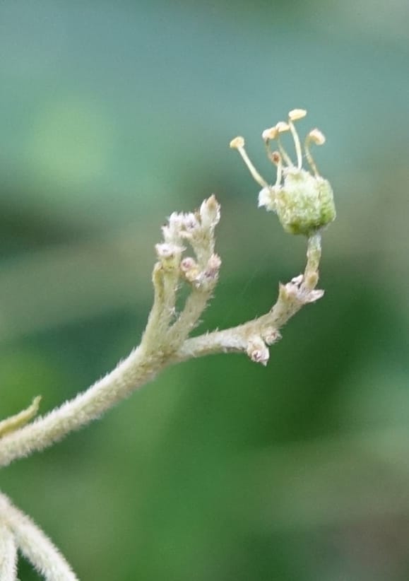 Eurycorymbus cavaleriei, Chung Kuo-Fang 3353--Taiwan. Wulai Distr. Wulai village. Chia Jiao Liao. 19 May 2016.  (23).JPG