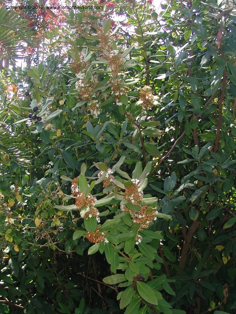 Acokanthera oppositifolia--CA. Quail Botanical Garden. 9 April 05. 052.jpg