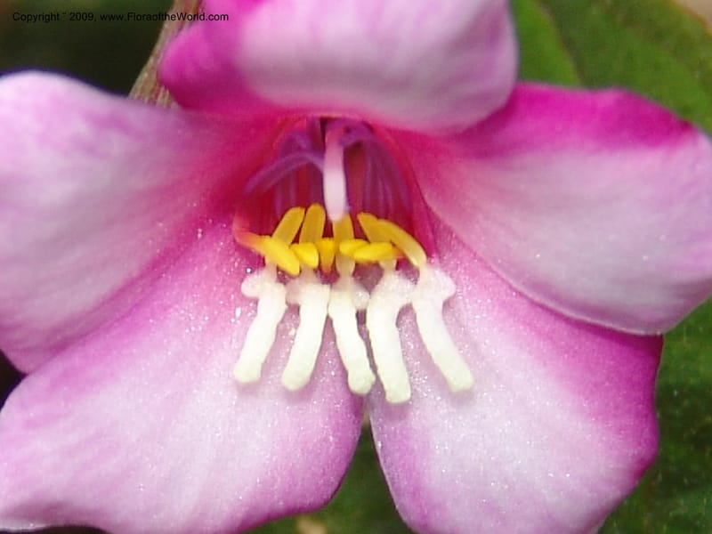 Salpinga maranonensis, DNeill15939--Ecuador. Prv. Zam. Ch. C del Condor. Wawaime plot. 22 Sep 07. 322.jpg