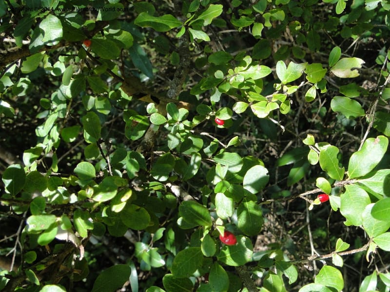 Erythroxylum cuneifolium, Stevens, W.D. 31055, Cerro Cora, 15 Mar 2011 1461 (2).JPG