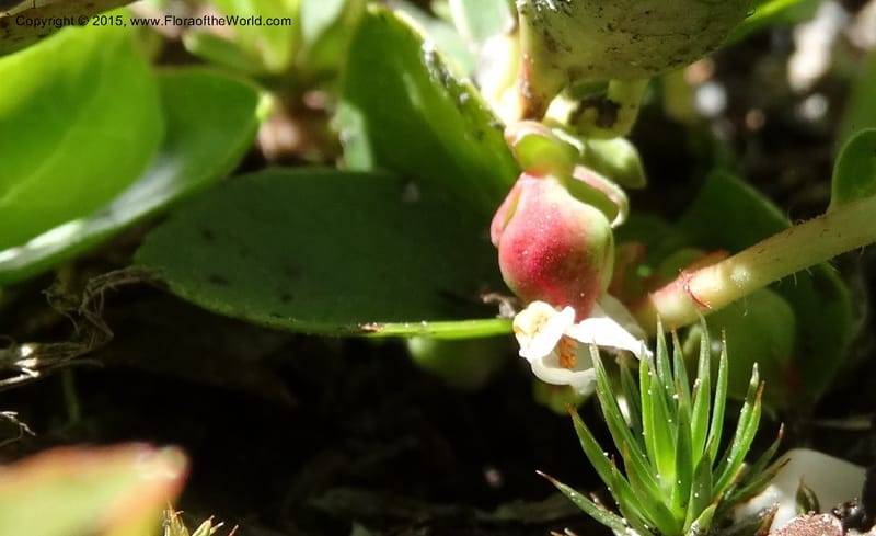 Gaultheria humifusa, Davidson, C 12546--ID. Valley Co. Cloochman Saddle Rd. 1 Jul 2014. DSC09181 (59).JPG