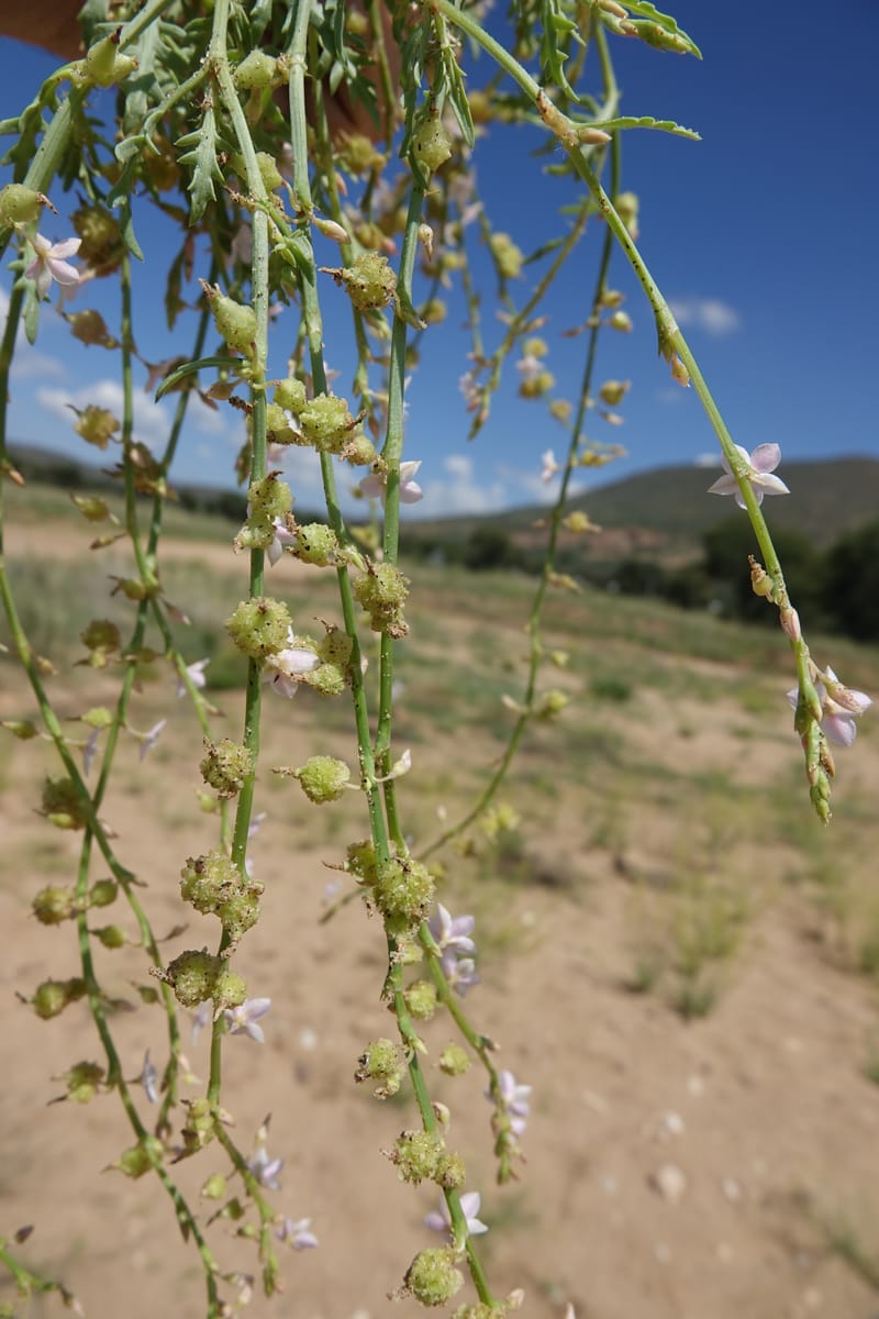 Oxygonum alatum, L. Nanyeni 1143--Namibia. B1 to Rehoboth, Frankie Fredricks St. 15 Mar 2018. DSC00565 (141).JPG