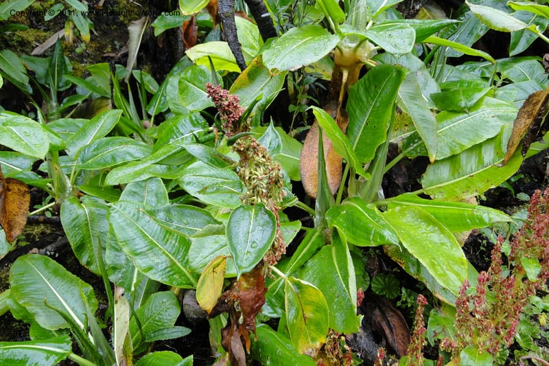 Rumex tolimensis, Ulloa 1994--Ecuador. Napo. Papallacta to Baeza. 1 Jun 2011. 376 (17).jpg