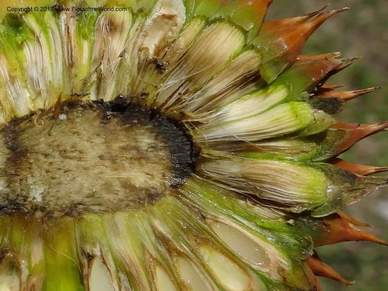 Cross section of a syncarpous fruit head