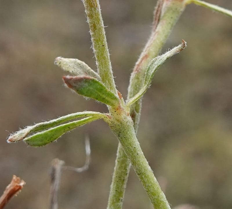 Eriogonum douglasii, C. Davidson 13770--Oregon. Wallowa Co. Upper Camp Creek Canyon. 4 Jun 2018. DSC04733 (131).JPG