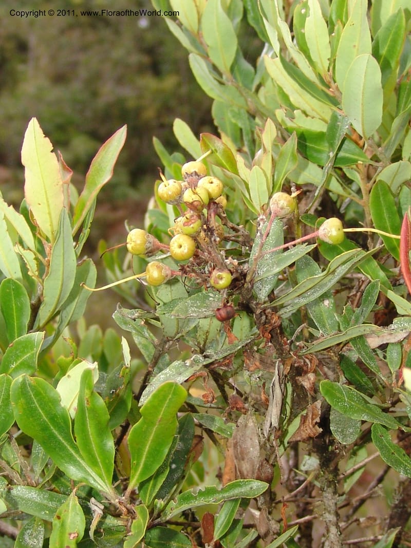 Bejaria, RVasquez31517--Peru. Pajonal de la Suiza, ca. Oxapampa. 13 Oct 06. 488.jpg