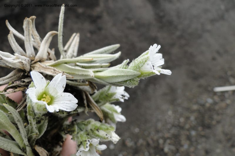 Cerastium, Romoleroux 5646--Ecuador. P. N. Cotopaxi. 3 Jun 2011. 087 (3).jpg