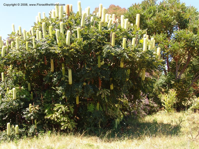 Banksia grandis--CA. UC Santa Cruz Arboretum.  1 Jul 06. 121.jpg