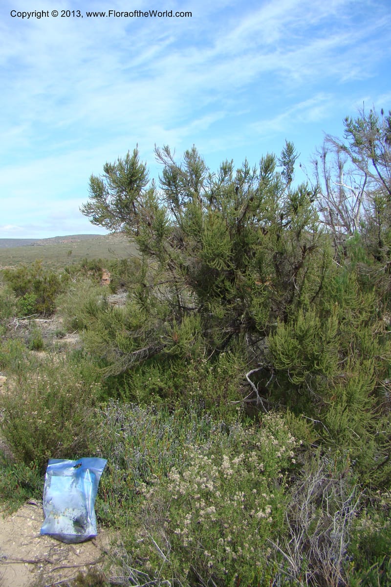 Cliffortia dichotoma, C. Davidson 11570--So Africa. No Cape. Papkuilsfontein. 26 Aug 09. 11 (1).jpg