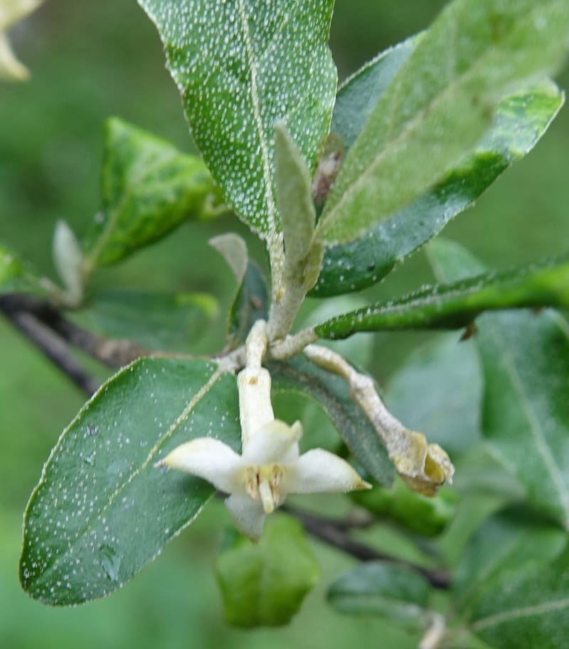 Elaeagnus umbellata, Tseng Yu-Hsin 1323--Taiwan. Dayaling jct on Highway 7. 21 May 2016. DSC03612 (2).JPG