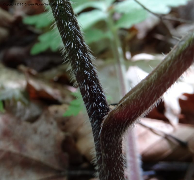 Hydrophyllum macrophyllum, Davidson, C 13025--North Carolina. Haywood Co. Pigeon R. 16 May 2015. DSC05923 (83).JPG