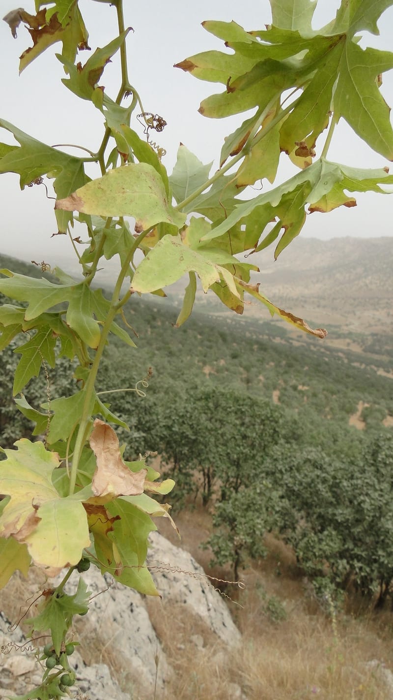 Bryonia, A. G. Miller 118.4--Iraq. Kurdistan. Shakh-i Pira Magun. 9 June 2010. 108 (12).jpg