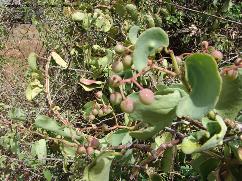 Cissus rotundifolia--Tanzania. Hwy B1 between Mwanga and Kisangara. 30 Jun 04. 080.jpg
