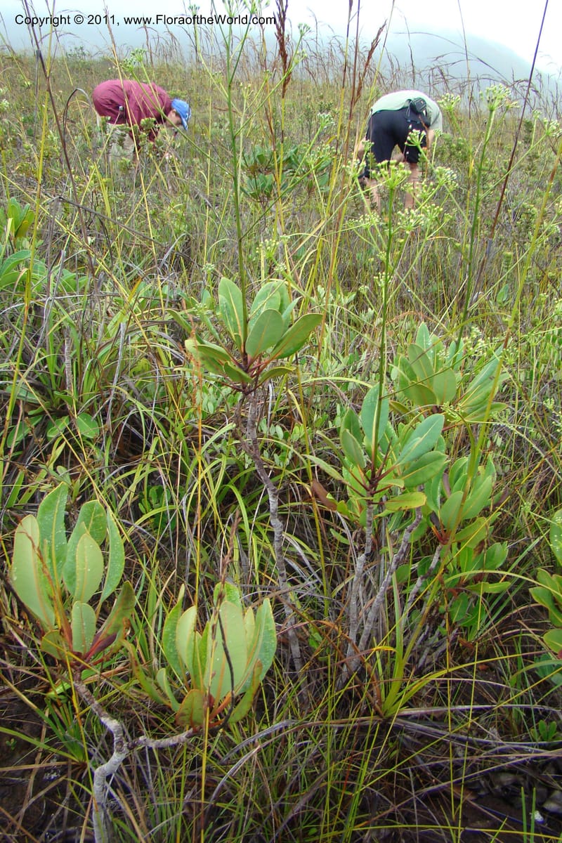Myodocarpus, P. Lowry 7188--New Caledonia. Plaine des Lacs. NW of Grand Lac. 21 Jan 2010. 293 (189).jpg