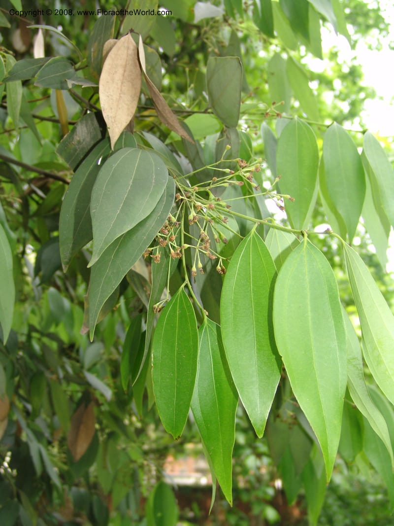 Cinnamomum jensenianum, 040920901--China. Hubei. Wuhan Botanical Garden. 24 Apr 07. 211.jpg