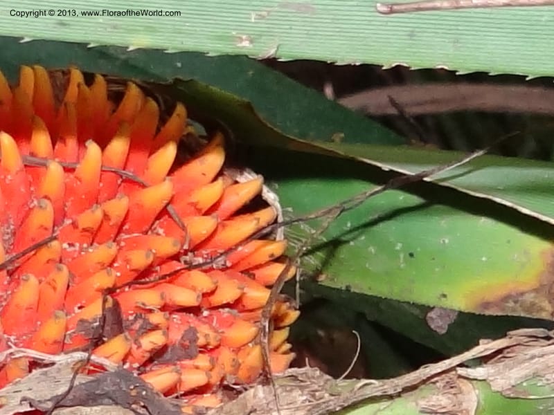 Pandanus fusinus, Callmander 1006--Sarawak. Gunong Fairy. 27 Mar 2012. DSC05525 (8).JPG