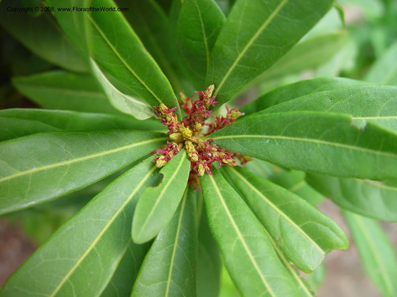 Myrica rubra. 65.0176--CA. UC Berkeley Bot. Gard. 11 Feb 03. 048.jpg