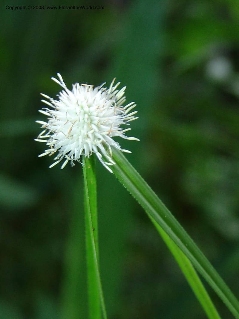 Cyperus, R.Gereua6842--Tanz. Mzelezi For. Res.  Mahenge-Sali. 15 Feb 06. 078.jpg