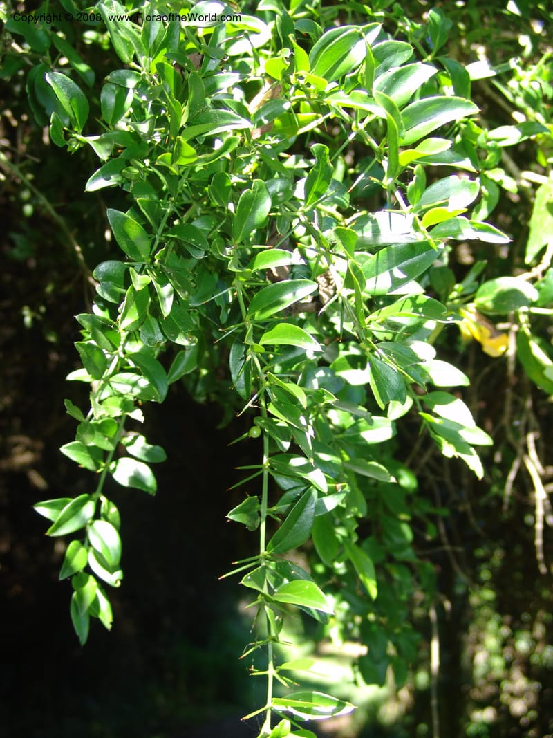Azima tetracantha--So.Africa. E. Cape. Maitland Nat.Res. 5 Mch 05. 025.jpg