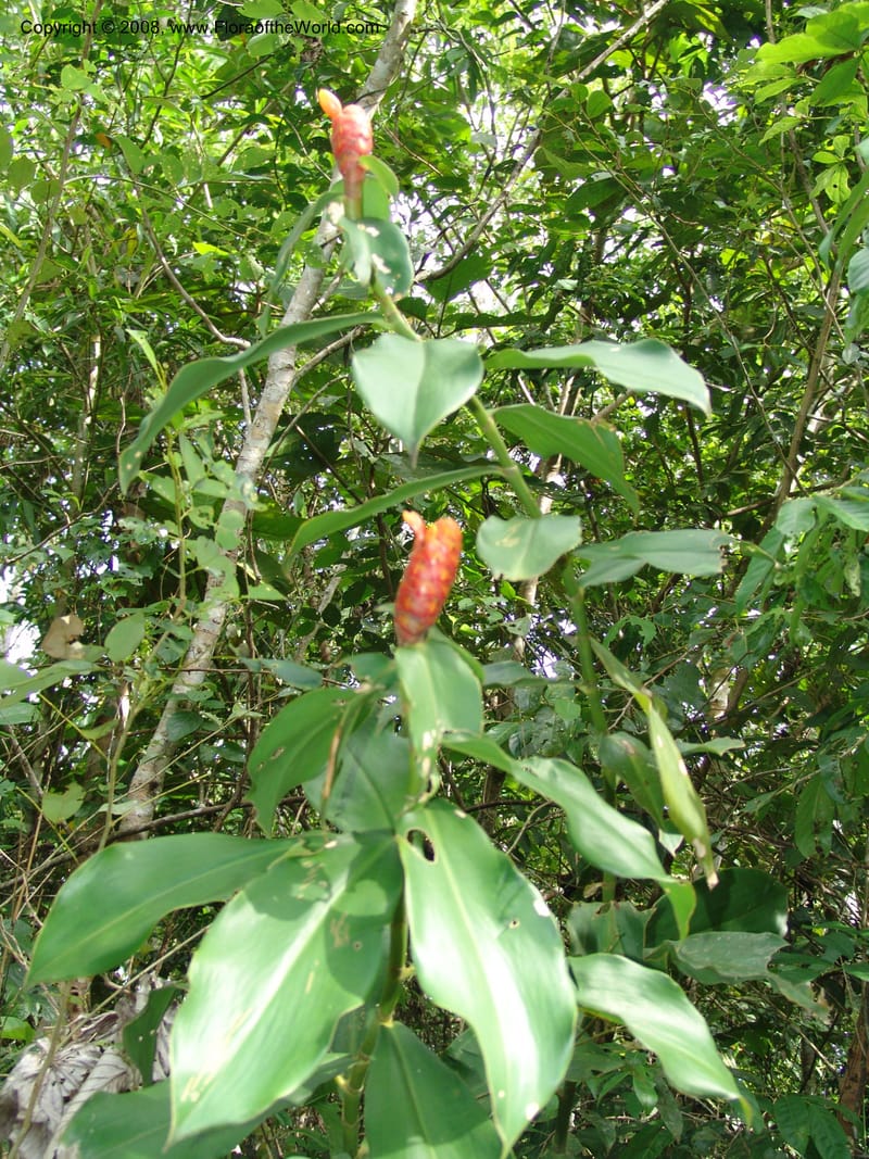 Costus, AAraujoM1213--Bolivia. P. Nac. Madidi. Rio Tuichi, San Jose de Uchup. 29 Nov 04. 364.jpg