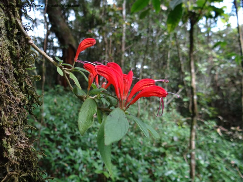 Aeschynanthus, VC 5477--Thailand. Chiang Mai Prov. Doi Suthep Pui Nat. Park. 7 Nov 2012. DSC07362 (182).JPG