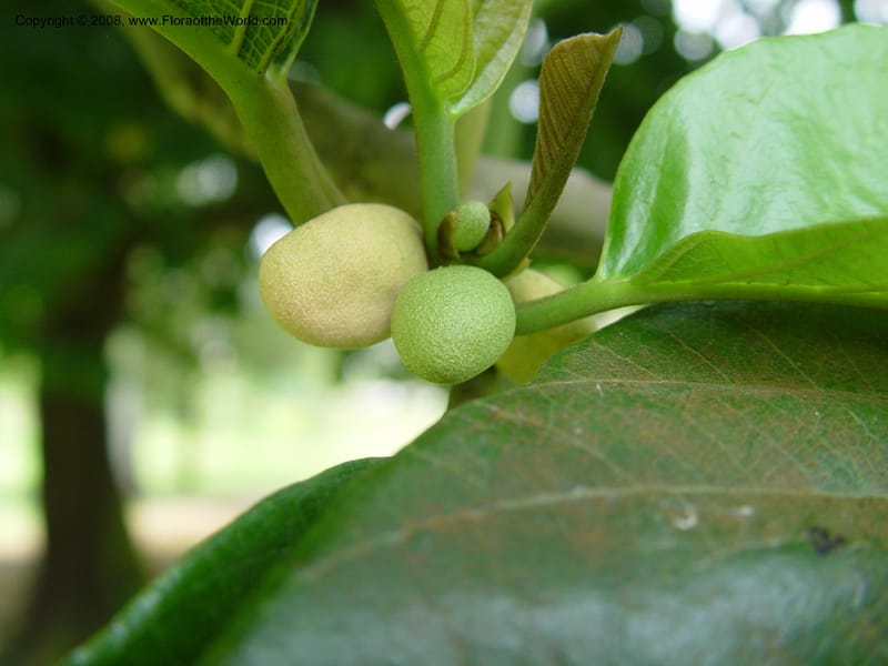 Artocarpus falcata--Cameroon. Limbe Botanic Garden. 4 Dec 03. 153.jpg