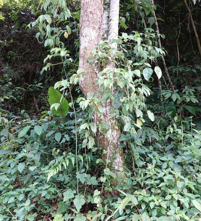 Piper bonii, D. Boufford 44107--China. Yunnan. Lao jun Shan. 30 Apr 2018. DSC00424 (378).JPG
