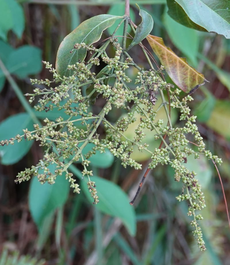 Wendlandia ligustrina, D. Boufford 44129--China. Yunnan. Meizi Lake Park. 3 May 2018. DSC01424 (203).JPG