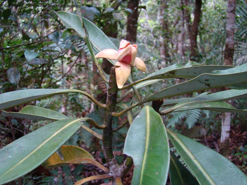 Zygogynum, Munzinger, J 4845--New Caledonia, Dogny, 19 Nov 2007,  079 (8).jpg