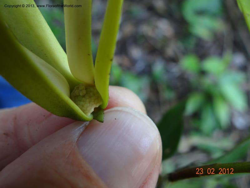 Xylopia sp. unk., Espinosa-Jimenez, J. A 1174--Mexico, Chiapas,Biosfera  El Ocote  23 Feb 2012  3938 (12).JPG