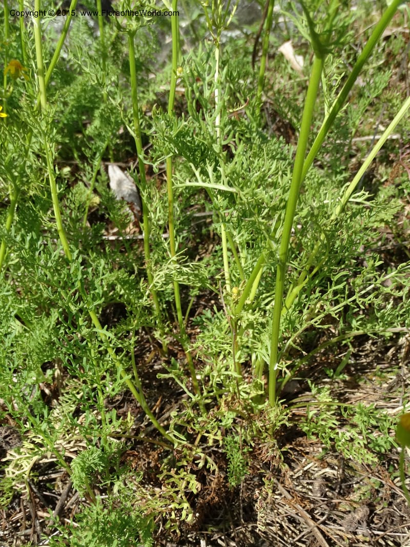 Packera millefolium, Davidson, C 13000--North Carolina. Macon Co. Slick Rock. 14 May 2015. DSC05505 (28).JPG