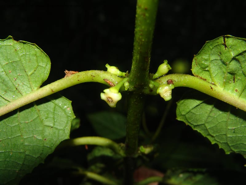 Siparuna subinodora, AAraujoM1193--Bolivia. Pq. Nac. Madidi. Rio Tuichi, Rudidi Cr. 28 Nov 04. 259.jpg