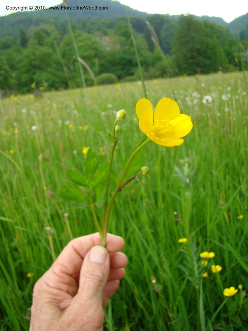 Ranunculus, C. Davidson 11201--Slovenia, Notranjska Region, Meadow near Planina and Unica River, 16 May 2008. 049 (6).jpg
