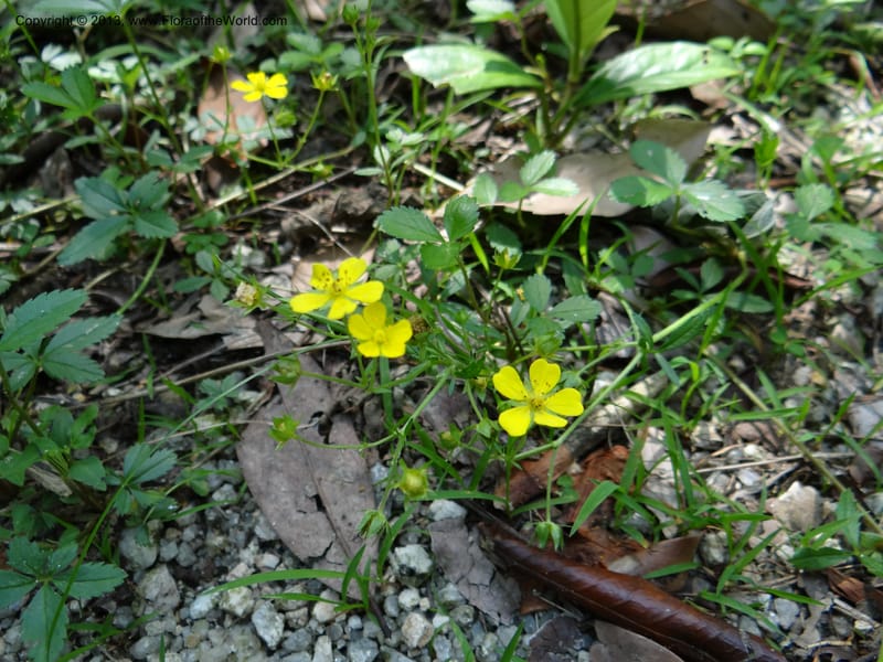 Potentilla kleiniana, Li Pan 1205278--China. Zhejiang Prov. Shunxi Village. 28 May 2012. DSC00347 (308).JPG
