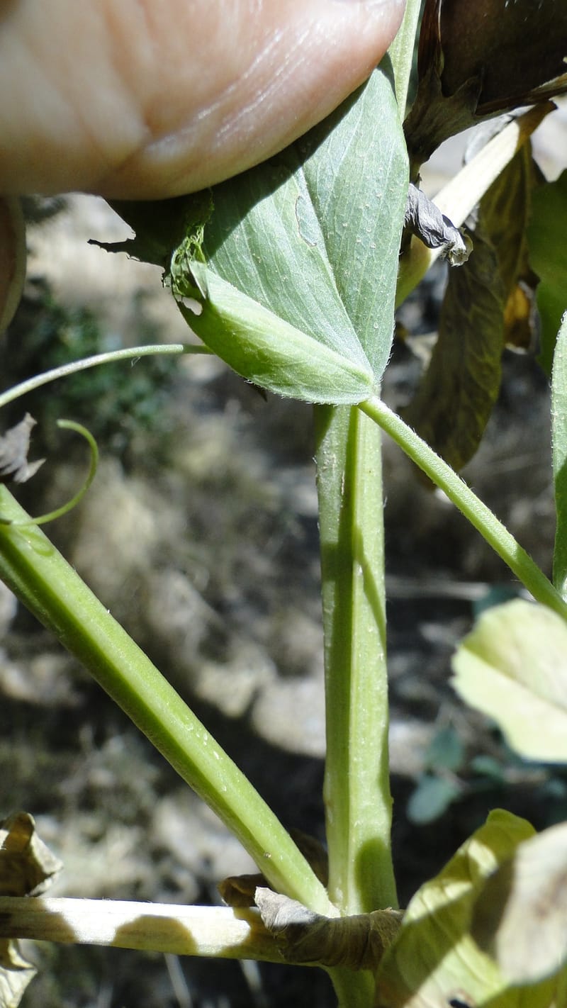 Vicia narbonensis, A. G. Miller 136.5--Iraq. Kurdistan. Shakh-i Pira Magrun. Zewiya. 12 June 2010. 018 (4).jpg