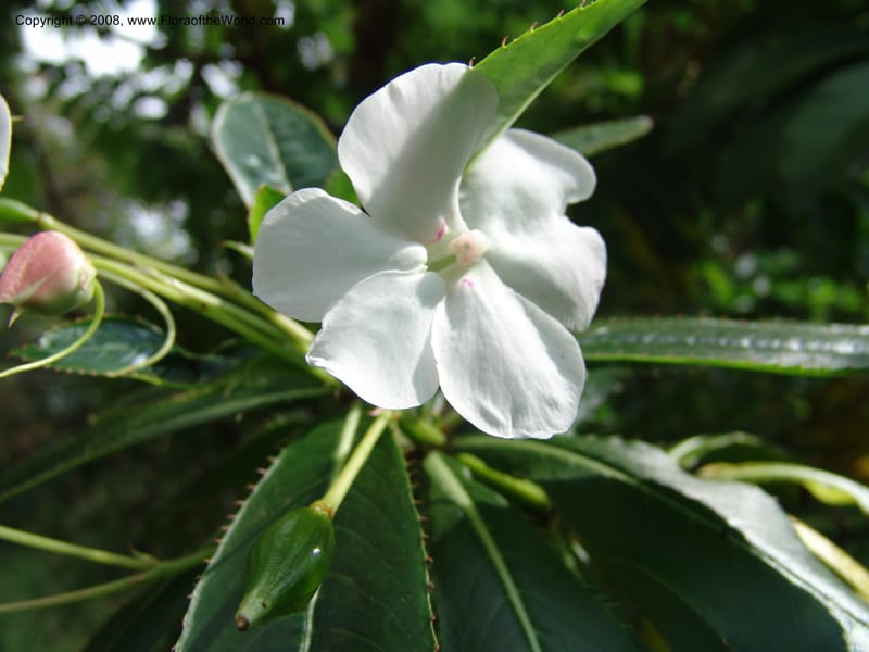 Impatiens sodenii--Kenya. Limuru.  Barry Cameron's Garden. 12 Jul 04. 028.jpg