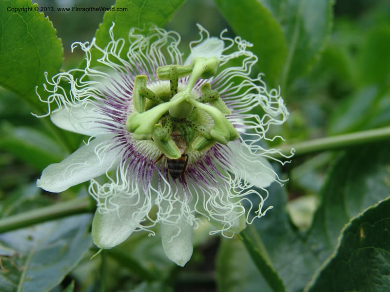 Passiflora--Kenya. Maseno.  Maseno Univ. Bot. Gard. 3 Jul 04. 126.jpg