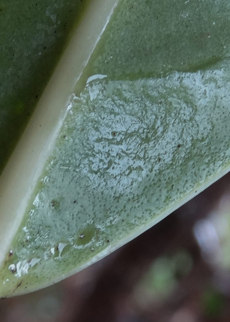 Oxera crassifolia, Munzinger, J 7429--New Caledonia. Mont Humboldt. 14 Nov 2015. DSC02401 (280).JPG