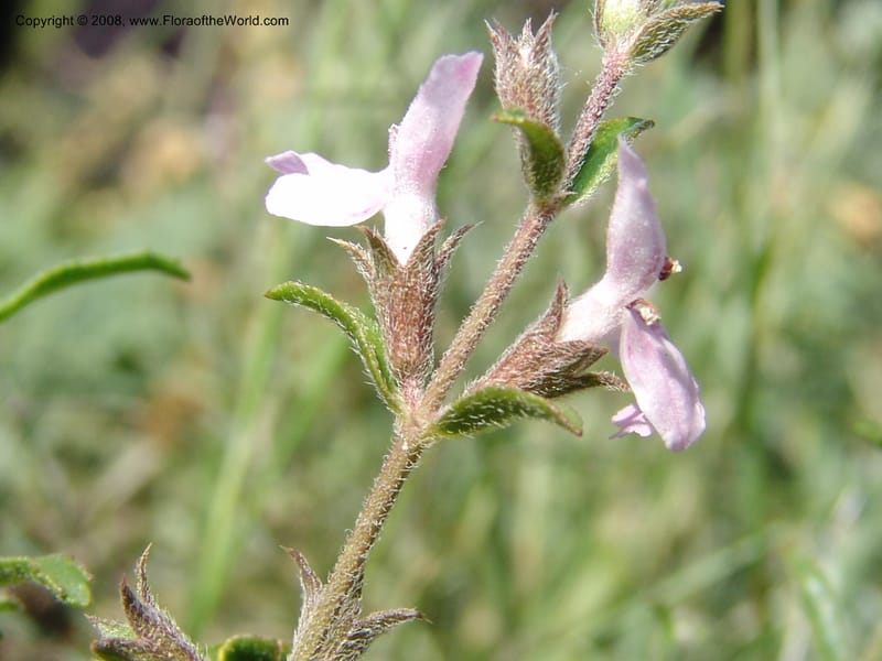 Stachys fruticulosa--Georgia. Gareji Monastery complex, Gareji Steppe. 9  Jun 05. 075.jpg