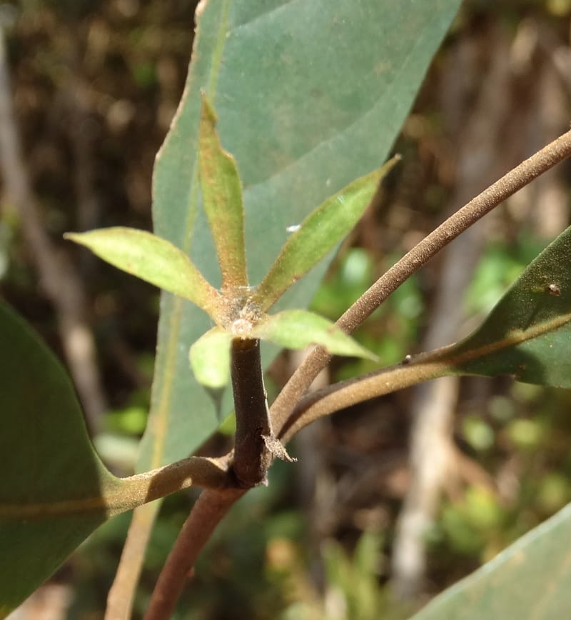 Atractocarpus, Gildas no.--New Caledonia. PinPin. 20 Nov 2015. DSC03938 (572).JPG