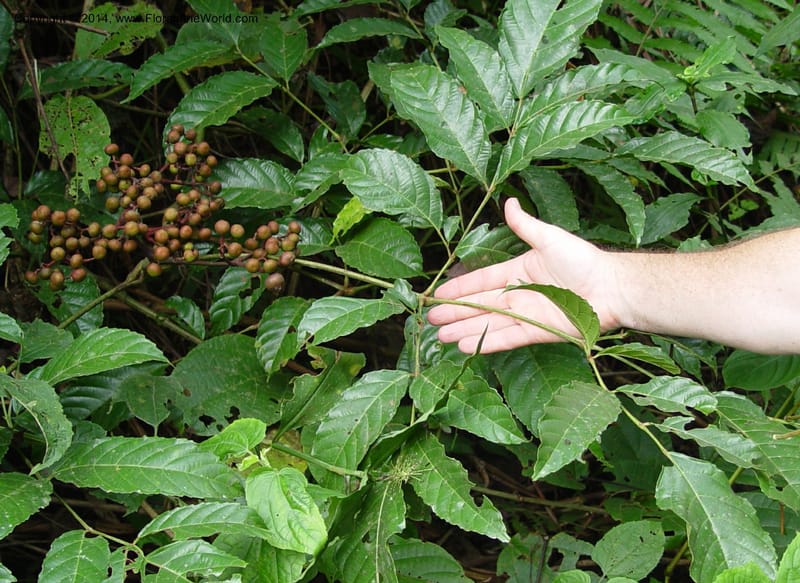 Leea guineensis--Cameroon. Mt. Cameroon. 6 Dec 03. 088a (10).jpg