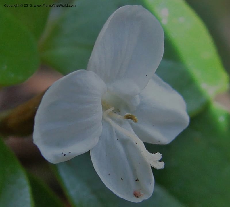 Canscora, Regalado 1893--Viet Nam. Hon Ba Nature Res. 12 May 2011. 185 (11).jpg