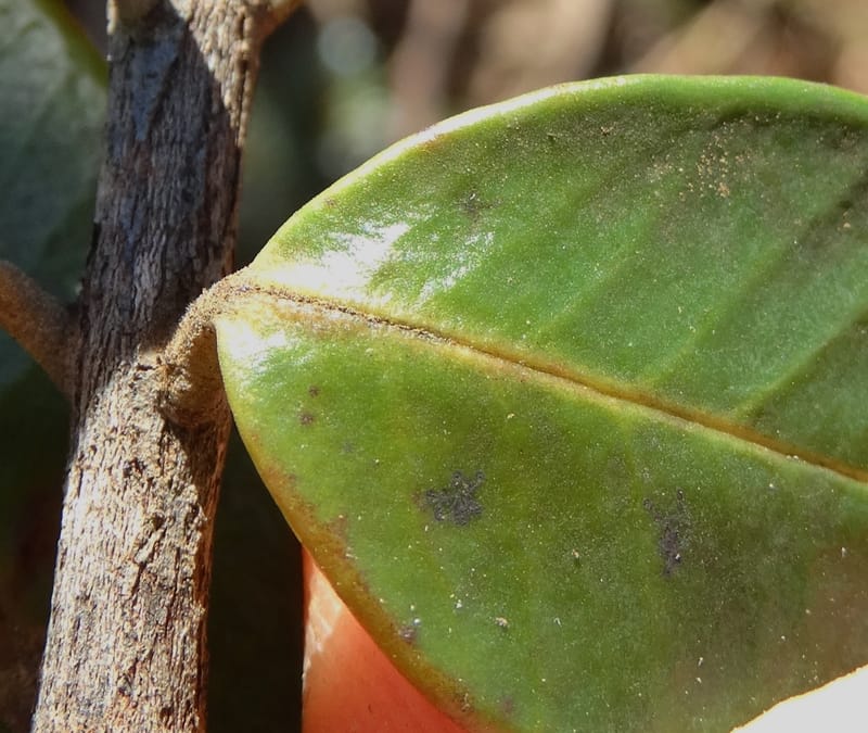 Gossia alaternoides, Callmander, M 1273--New Caledonia. PinPin. 20 Nov 2015. DSC03938 (370).JPG