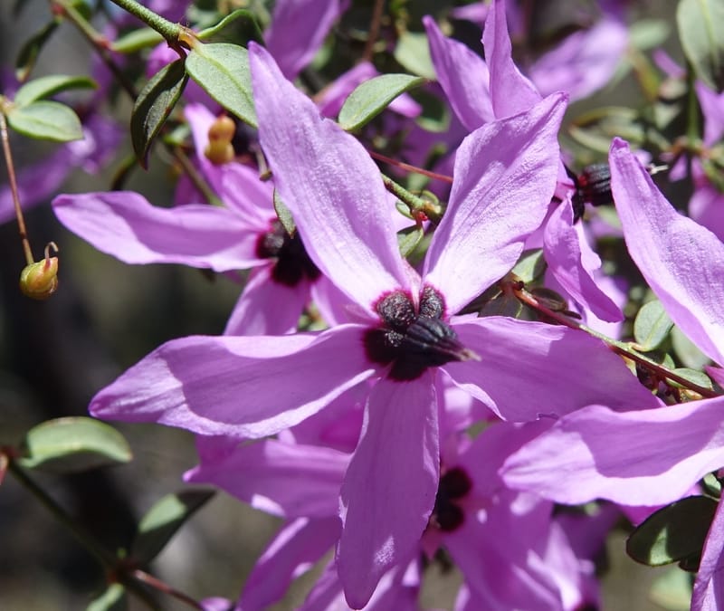 Tetratheca hirsuta subsp. viminea, Davidson, C 13375--Australia. W.A. Koondoola Bushland. 22 Oct 2016. DSC03457 (161).JPG