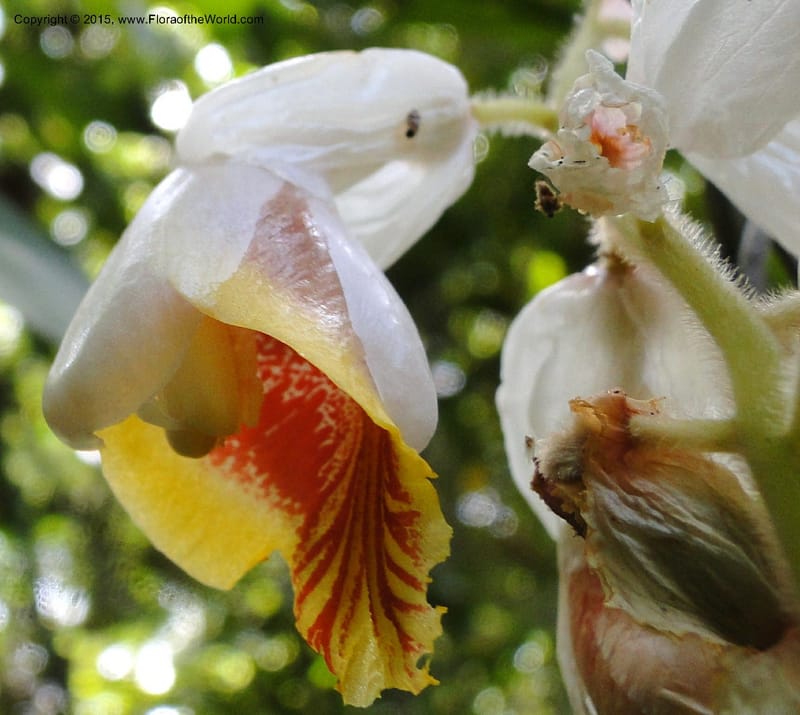 Alpinia, Regalado 1858--Viet Nam. Unknown mountain. 10 May 2011. 131.jpg