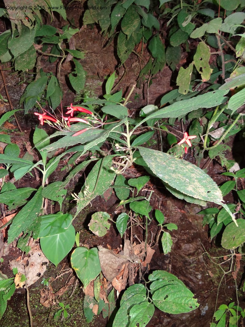 Tetranema gamboanum, Hammel 26109--Costa Rica. Road into Ranchos Tinamu. 3 Mar 2012. DSC03548 (131).JPG