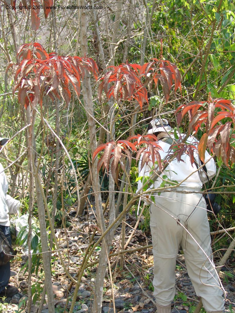 Acalypha, AAraujoM2966-Bolivia. N of Apolo. Rio Machariapu. 18 Sep 06. 267.jpg